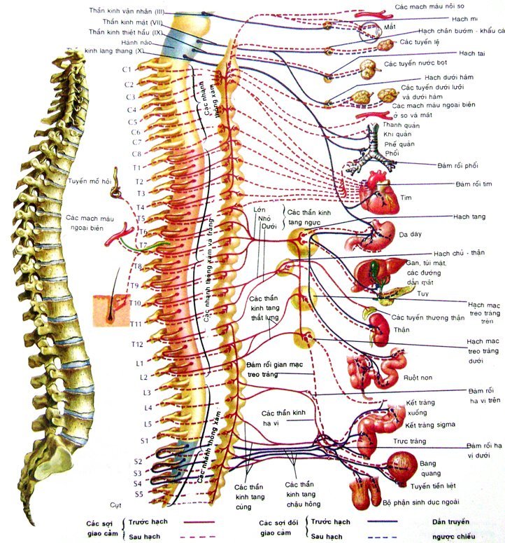 PHƯƠNG PHÁP TÁC ĐỘNG CỘT SỐNG